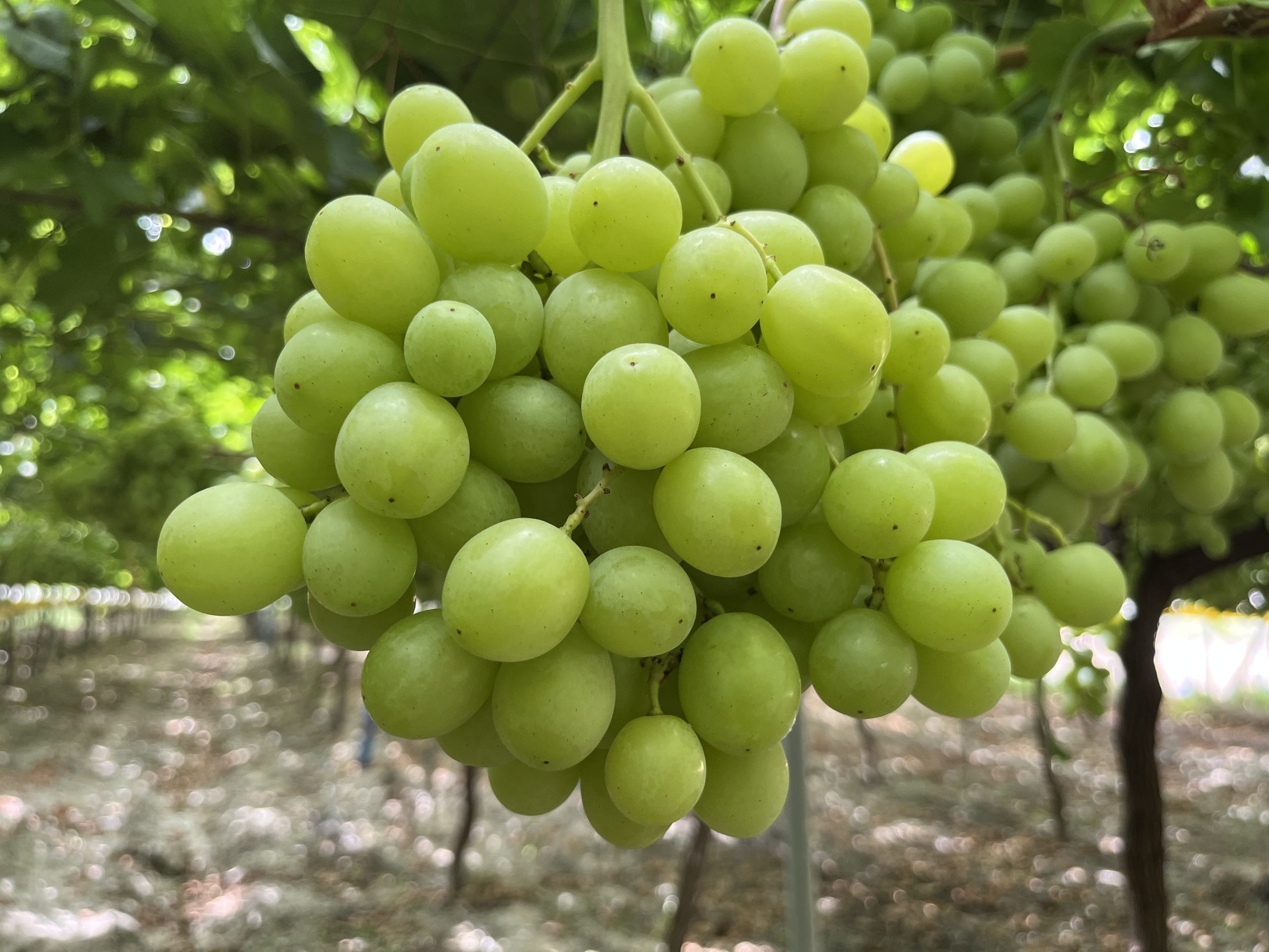 IMG_0792 sweet globe