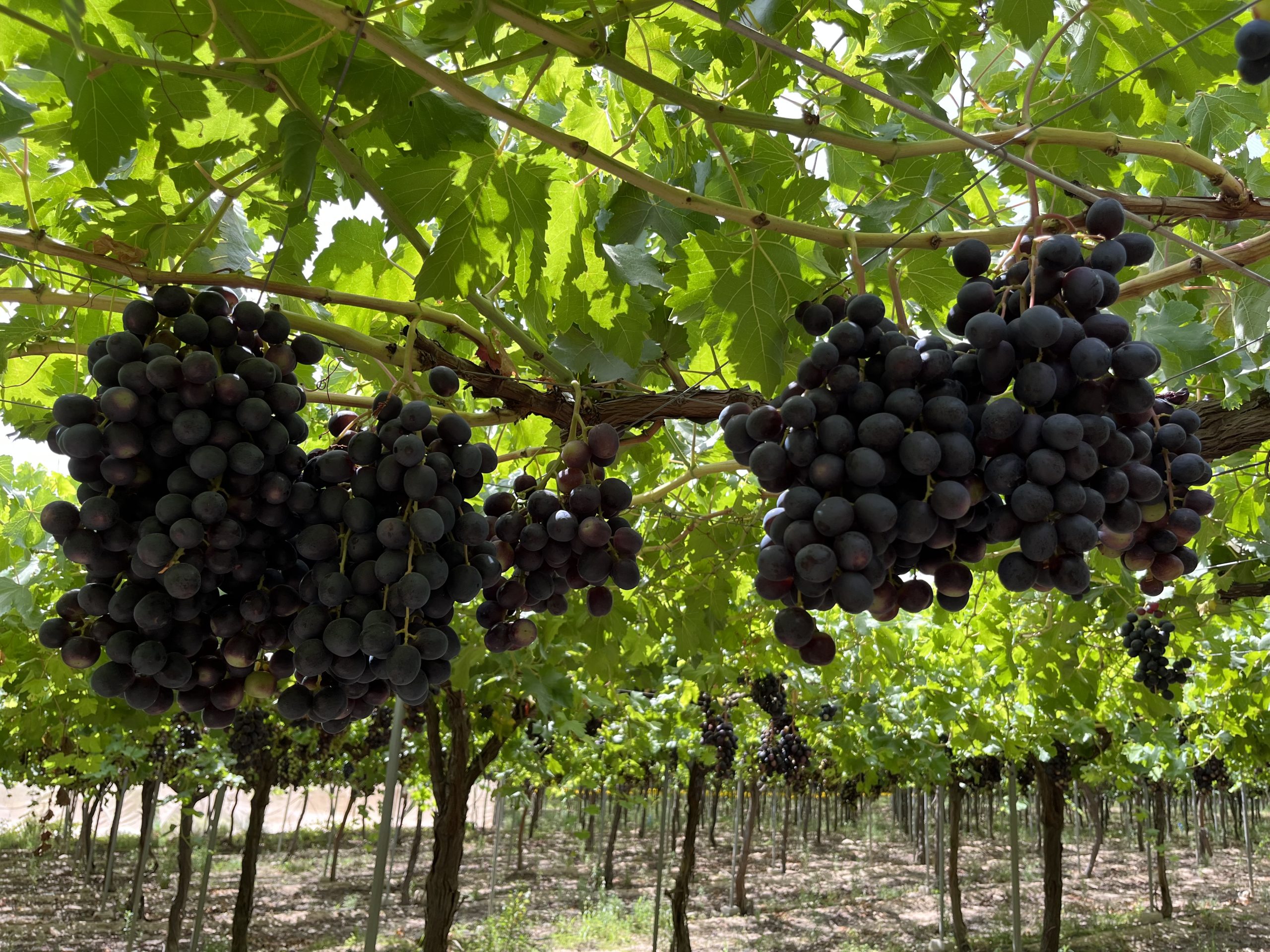 IMG_0808 summer royal