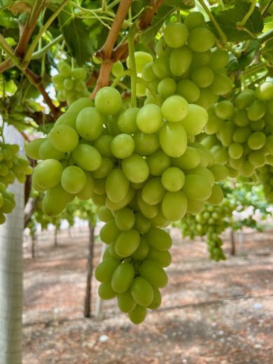 BOOMGRAPE itum6