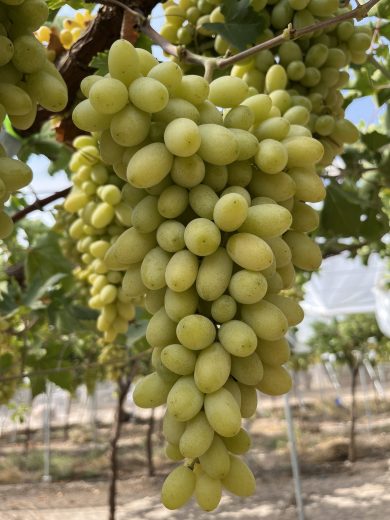 itum 5 o coolgrape