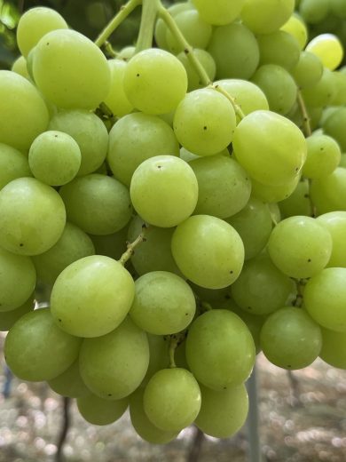 sweet globe-crop